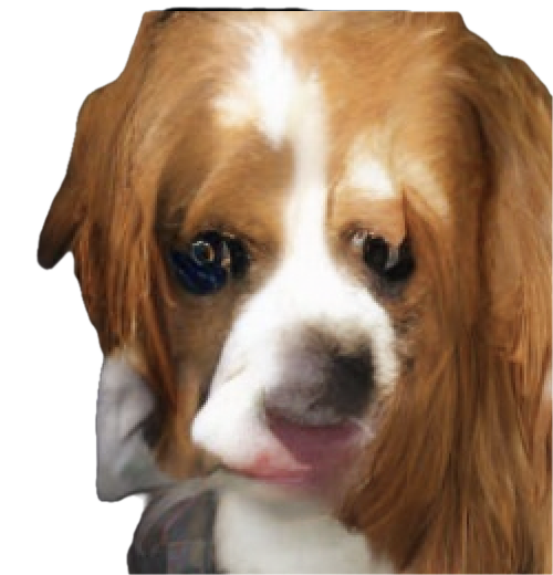 Derpy Dog from early in training